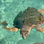 Tortuga