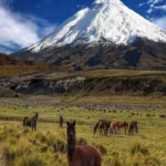 ecuador-c